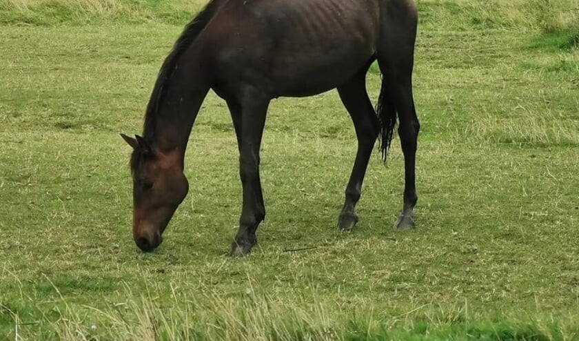 Het paard ging weer rustig verder met gras eten na de reddingsactie.