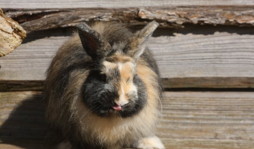 <p>Plauzemaus zoekt een nieuw huisje</p>