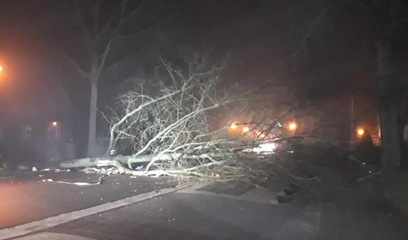 <p>De boom die over de Schoterlandseweg lag.</p>