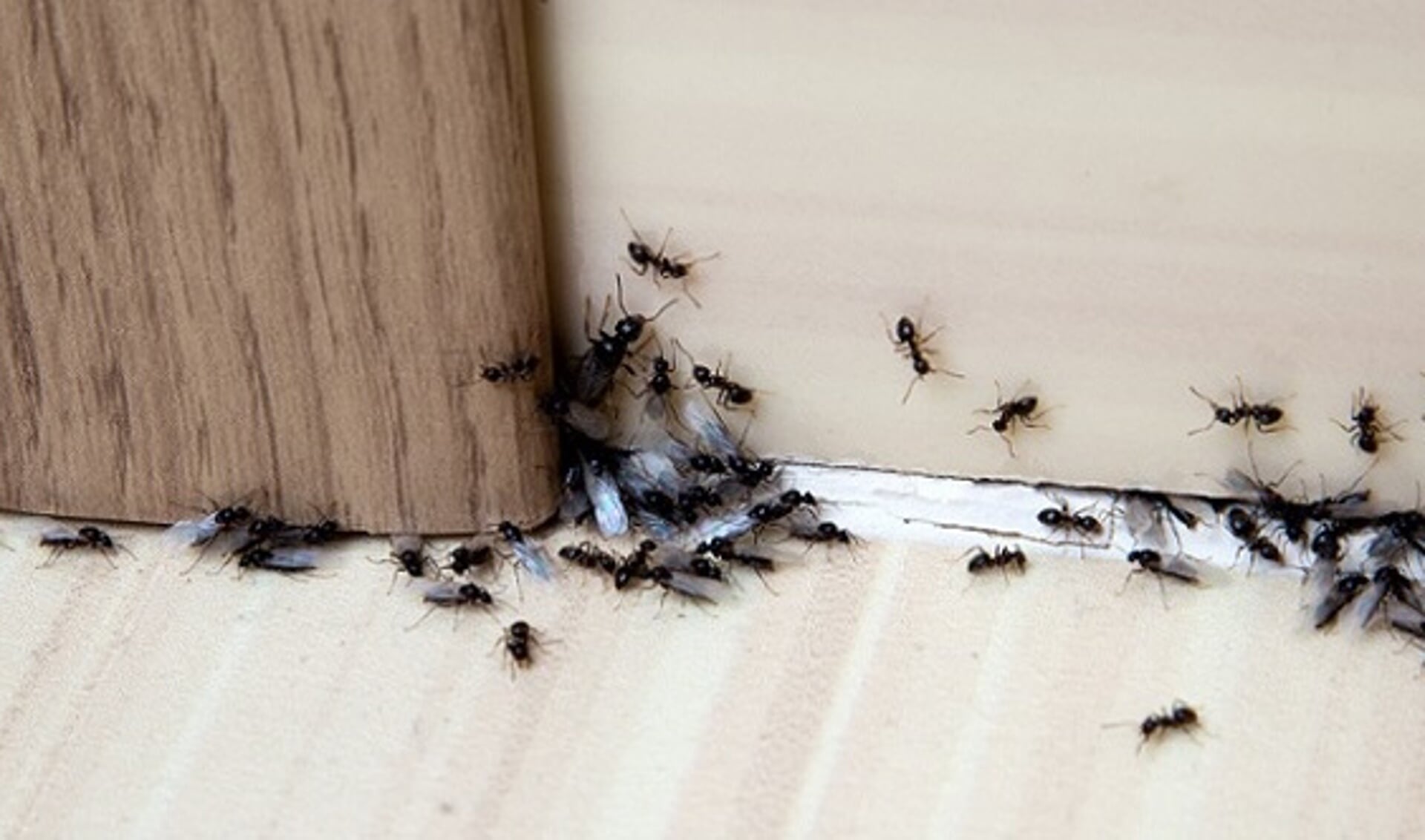 Mieren in huis