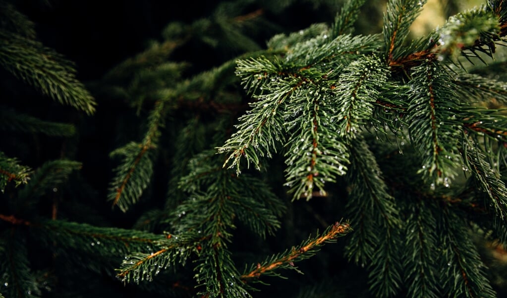 Kerstbomen in alle soorten en maten vind je bij Van Kammen Tuinplanten