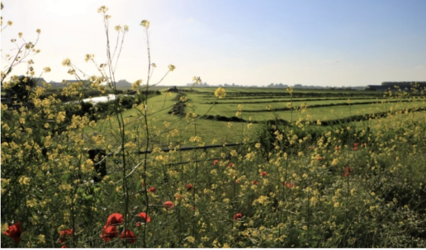 Archieffoto over biodiversiteit.