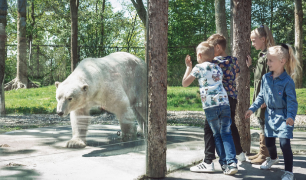 Bij Aqua Zoo in Leeuwarden kun je van heel dichtbij en veilig achter glas een echte ijsbeer bekijken. 
