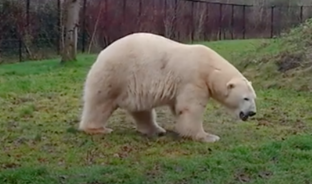 <p>De nieuwe ijsbeer Rocky.</p>
