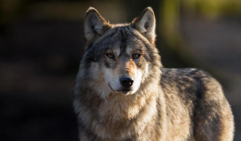 Provincie Fryslân stelt als pilot een werkgroep in het leven die zich bezighoudt met het voorkomen en oplossen van schade die ontstaat door rondtrekkende wolven.
