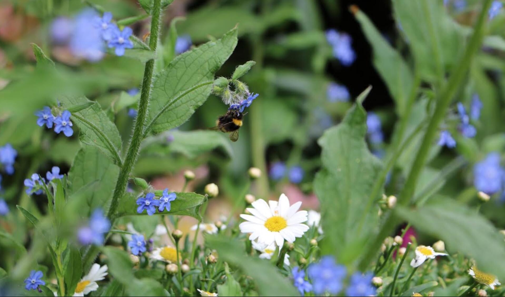 Foto van biodiversiteit, met insecten en bloemen en planten: flora en fauna.