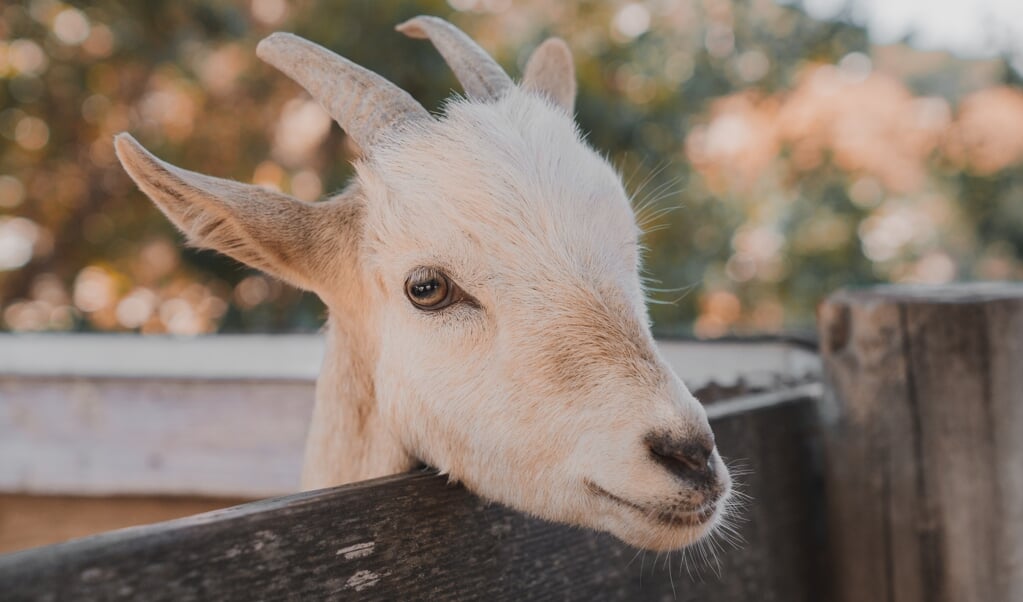 Ze zien er lief uit, maar het RIVM onderzoekt nog steeds of geiten een gezondheidsrisico meebrengen voor omwonenden