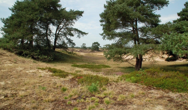 <p>Een idyllisch deel van de Stellingwerven: een verrassend gebied met vele landschapsvormen.</p>