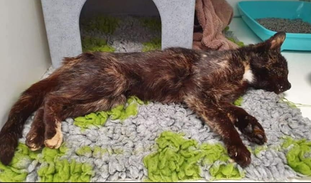 Wie is de eigenaar van deze poes? Graag melden bij de dierenambulance.