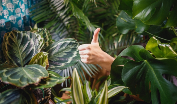 Het is Internationale Fascination of Plants Day