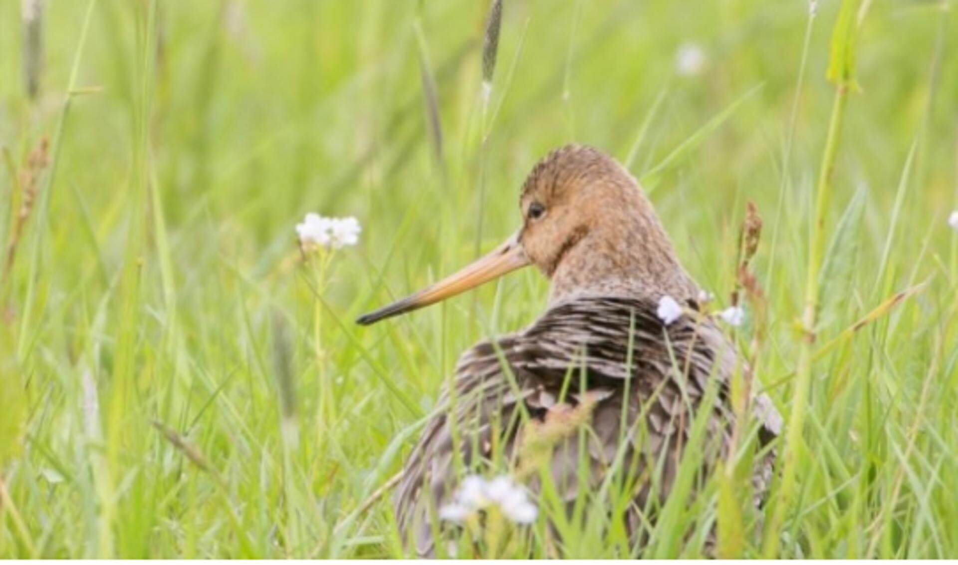 Niet alleen tuinen in dorpen en steden, ook boerenerven kunnen bijdragen aan meer biodiversiteit.