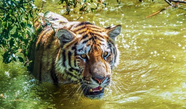 <p>&nbsp;Aquazoo Leeuwarden verheugt zich op de komst van deze prachtige tijgers.</p> 
