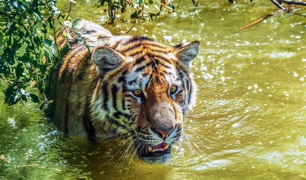  Aquazoo Leeuwarden verheugt zich op de komst van deze prachtige tijgers.