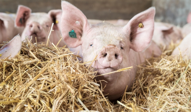 Varkens van de Hemelumer Hoeve.