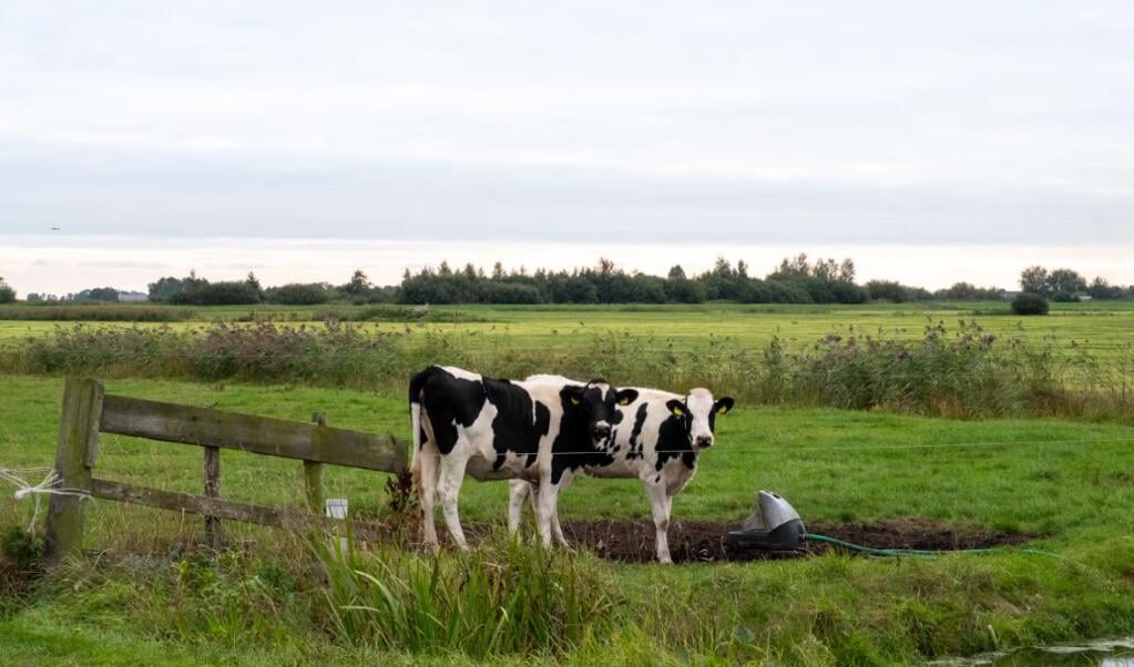 Koeien in het dalende Friese veenweidegebied.