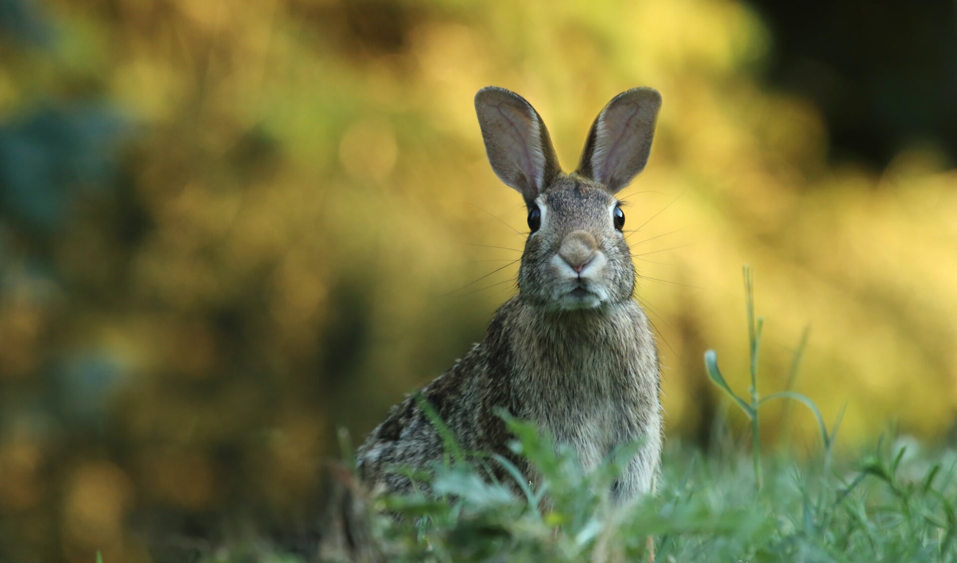 Weet jij wat er 's nachts allemaal door je tuin loopt? 