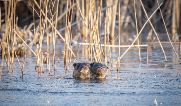 2021 is uitgeroepen tot het Jaar van de otter.