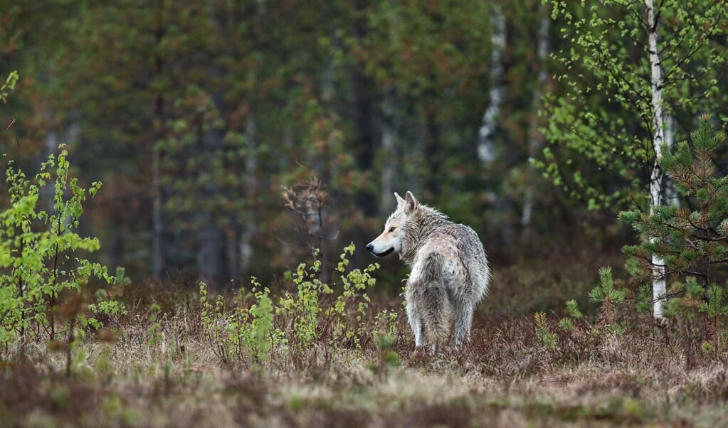 Een stockfoto van een Europese grijze wolf. 