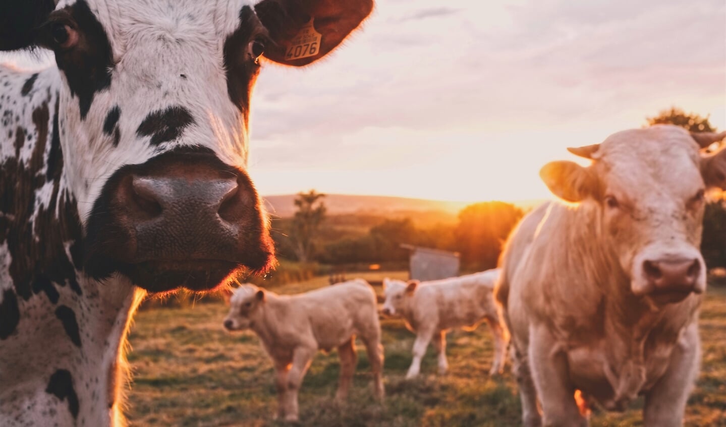 Op 30 mei protesteren boeren tegen het stikstofbeleid.