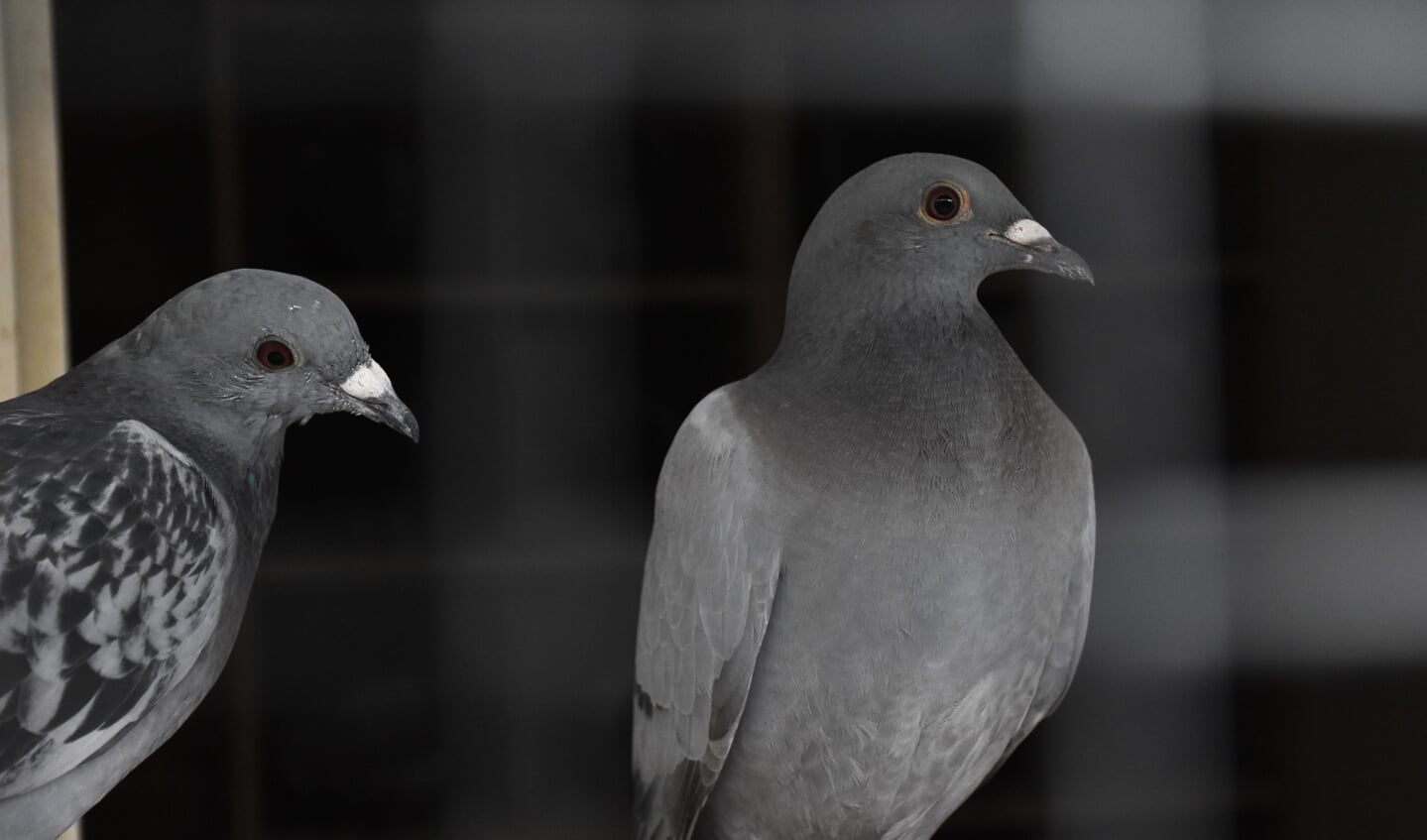 De duiven van Bert en Kaylin worden dagelijks getraind en met liefde behandeld. 