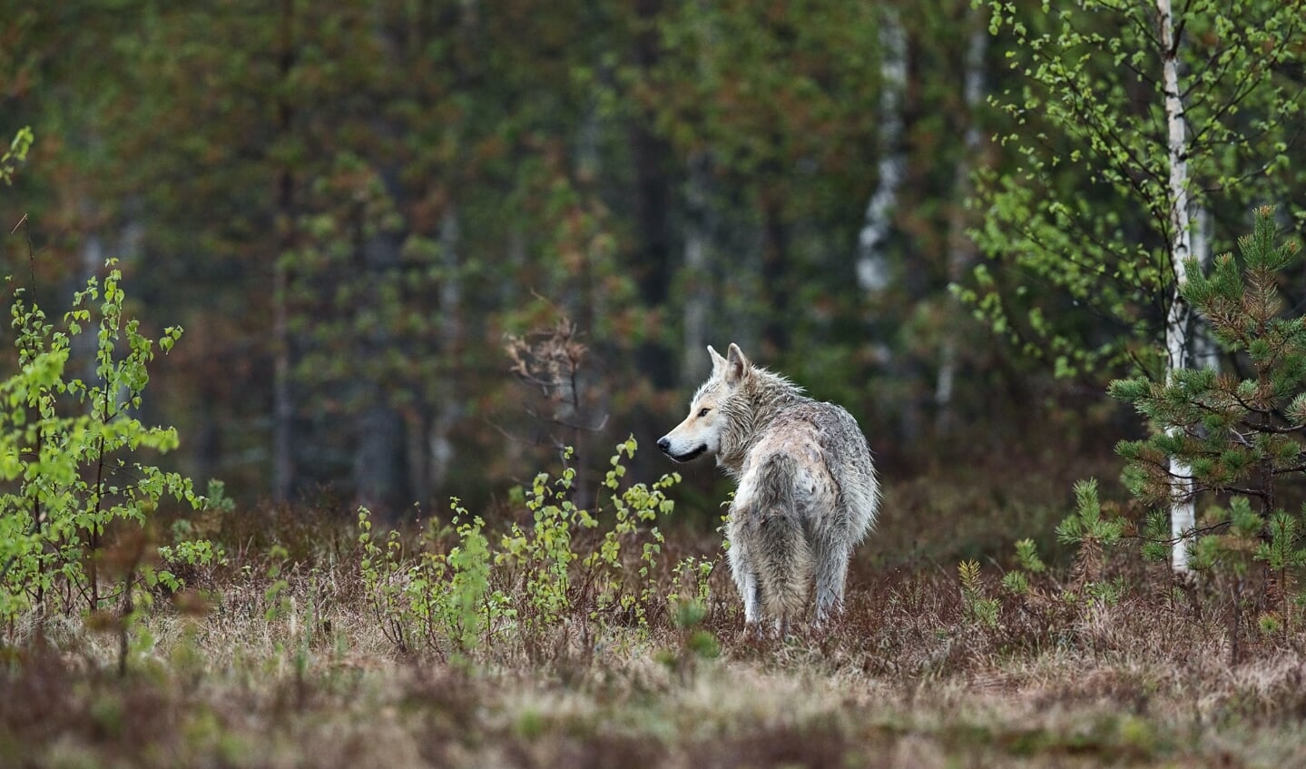 Een Europese wolf, maar niet één van de wolven die in Nederland verblijft.