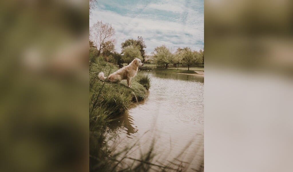 Er zijn genoeg plekken in Friesland waar je samen met je hond kan genieten van het water.