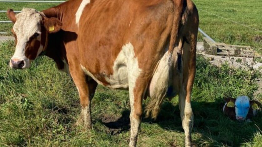 Afbeelding