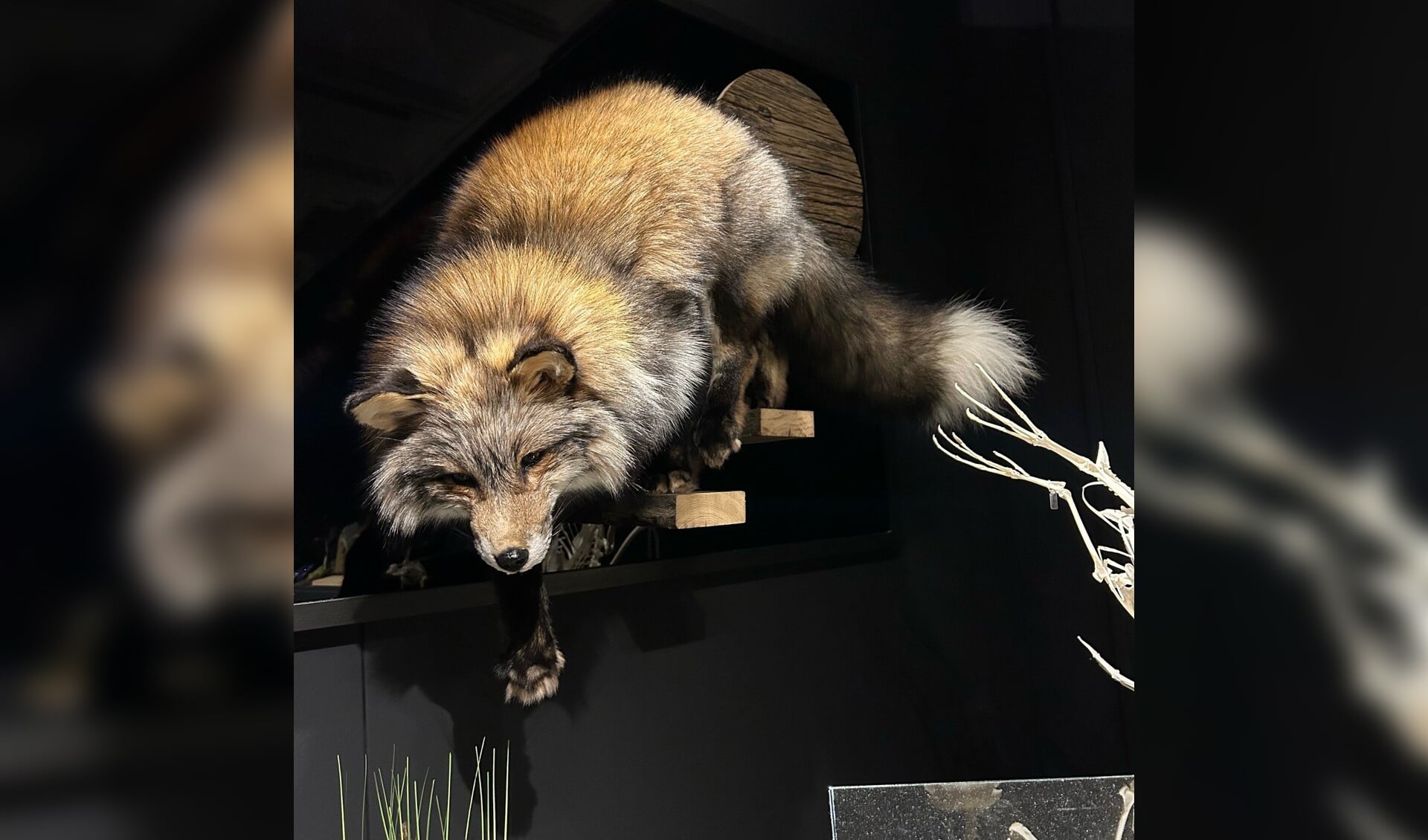 De vos van Rikie Hamer viel meermaals in de prijzen, zowel de jury als de bezoekers van het Natuurmuseum waren onder de indruk van de opgezette vos.