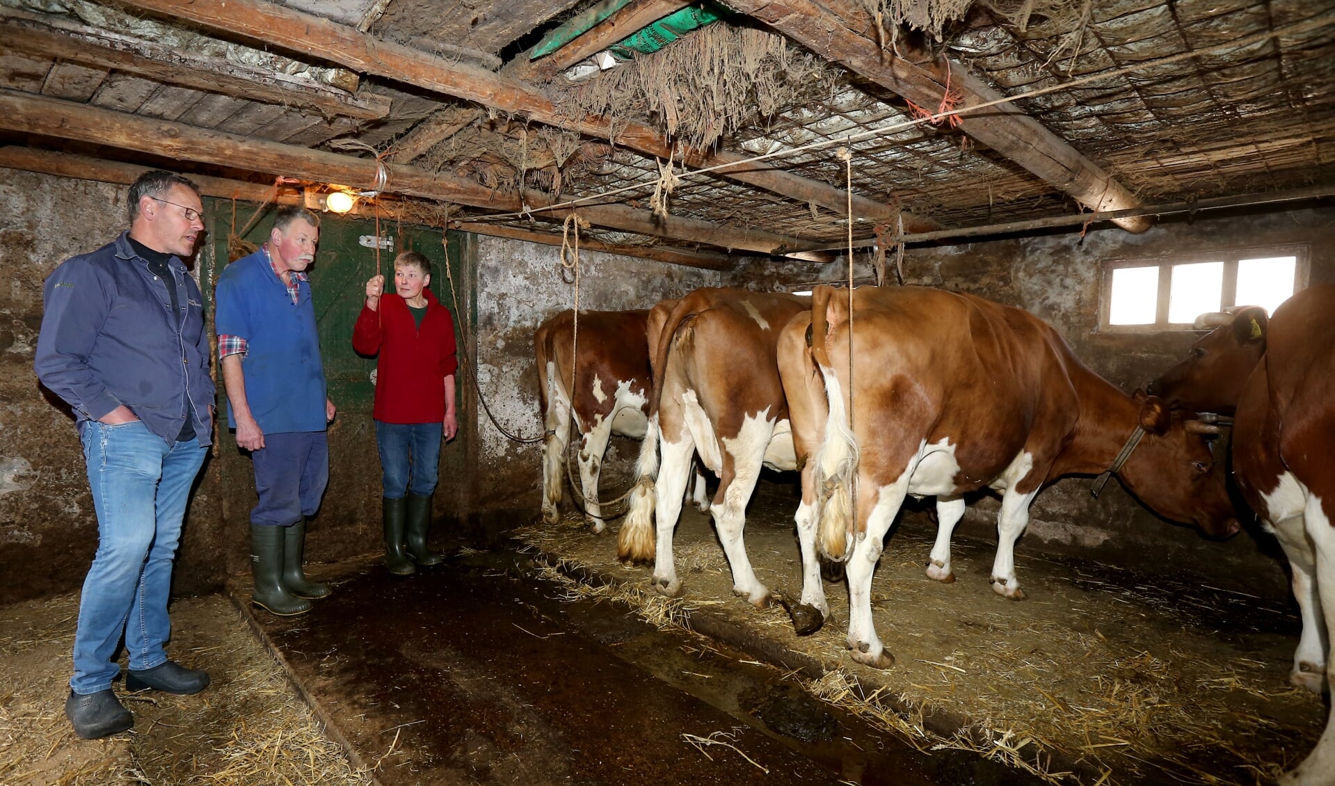 Fokke de Roos, Wiemer en Janny Elzinga in de grupstal achter de Fries roodbonte koeien.