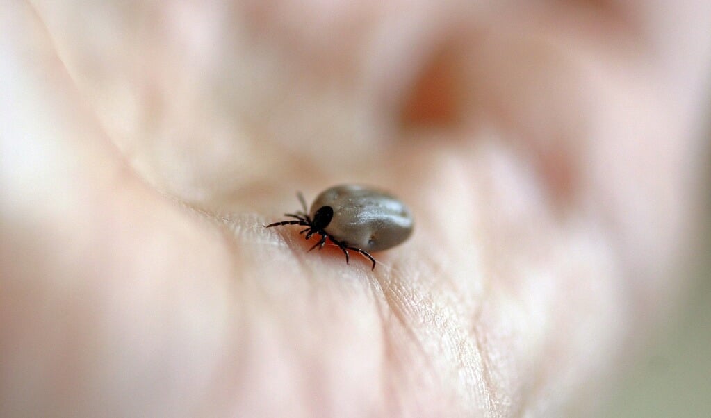 Municipality of Opsterland Reports Highest Number of Infected Tick Bites in Friesland, 2021