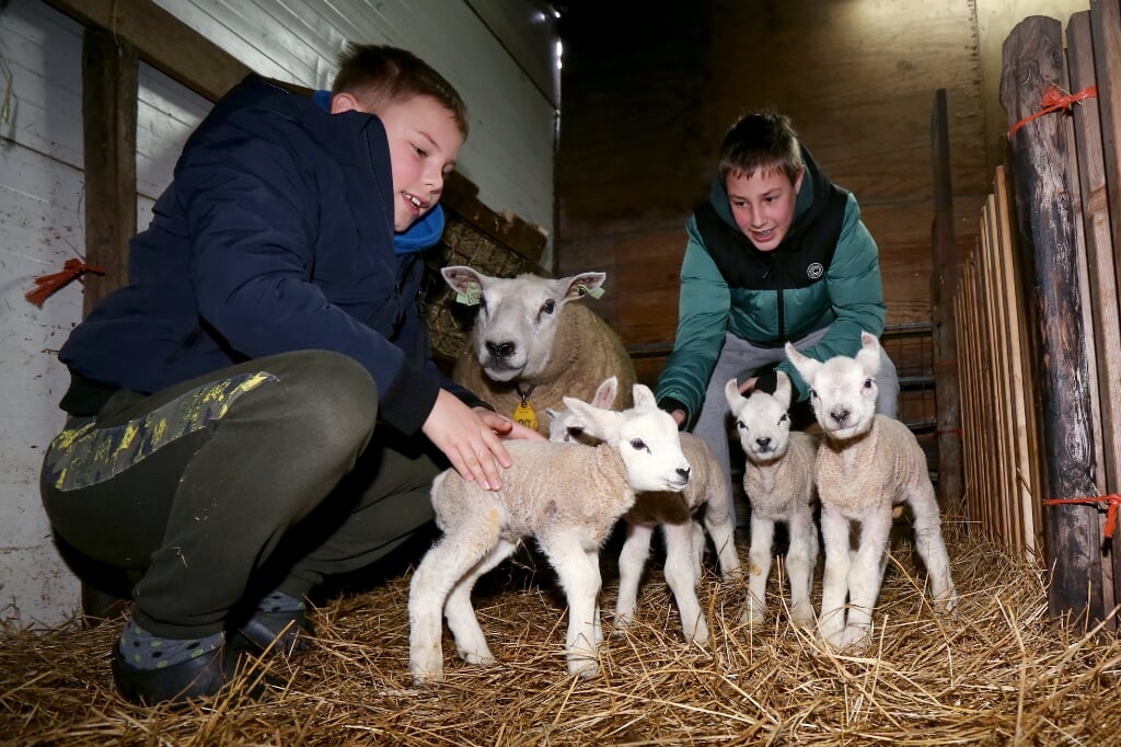 Bjorn en Sven met vier van de pasgeboren lammetjes.