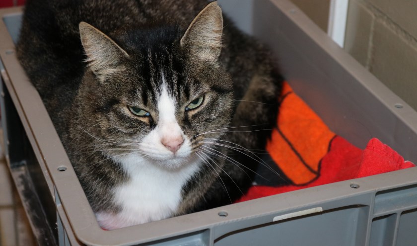 De vijf jaar oude poes Lana zoekt een nieuw plekje. Ze zoekt een plekje zonder jonge kinderen waar ze lekker naar buiten kan.