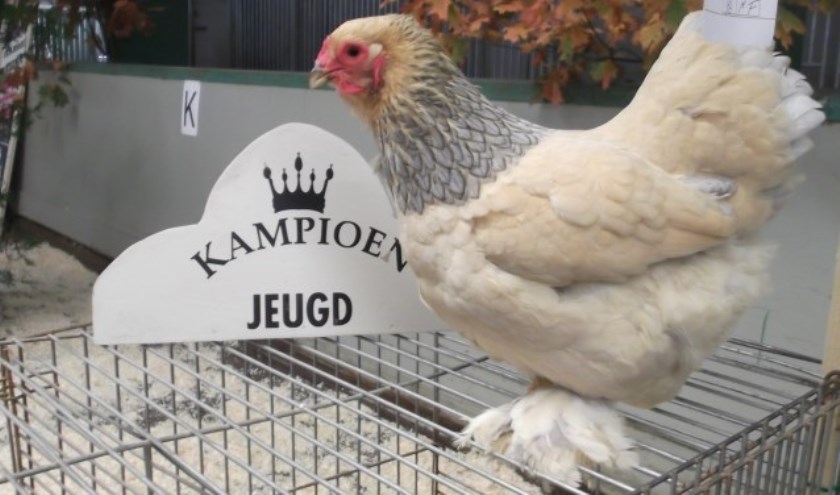 ESKV houdt zaterdag 9 en zondag 10 november een kleindierententoonstelling in Manege de Molenheide in Schijndel.