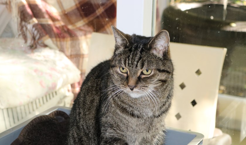 Kater Pumba zoekt een nieuwe plek zonder kinderen.