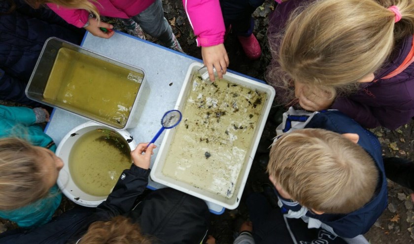 Leerlingen van Het Palet bekijken waterdiertjes samen met een natuurouder.