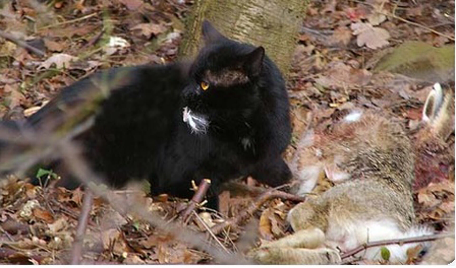Verwilderde katten vormen een bedreiging voor diverse dieren in de duinen en bossen. (Foto Ecomare)