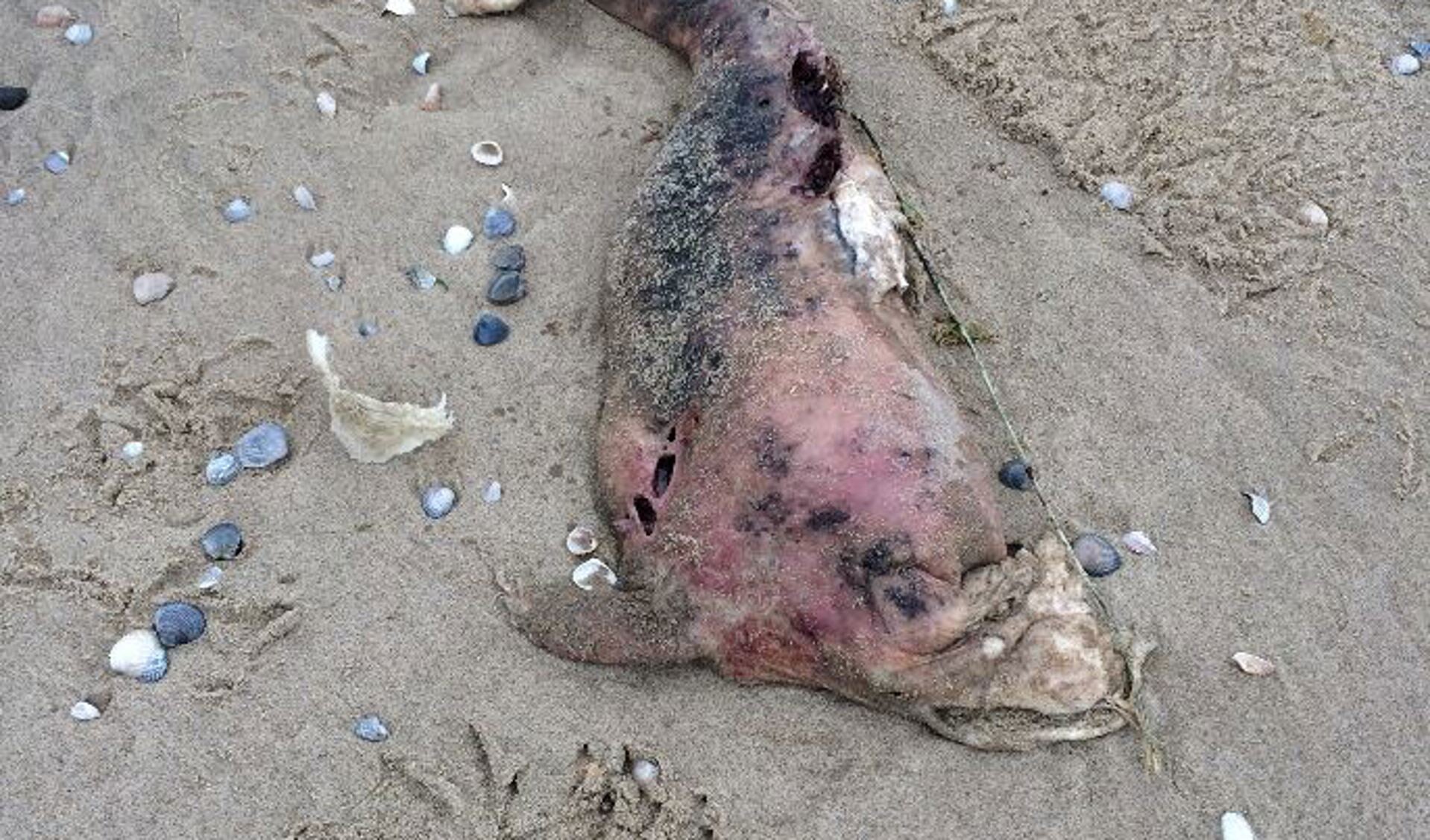 Deze dode bruinvis werd vastgelegd door Ruud de Kemp.