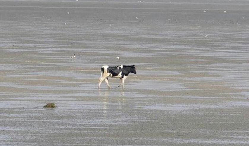 De losgebroken koe op het wad. (Foto Eckard Boot)