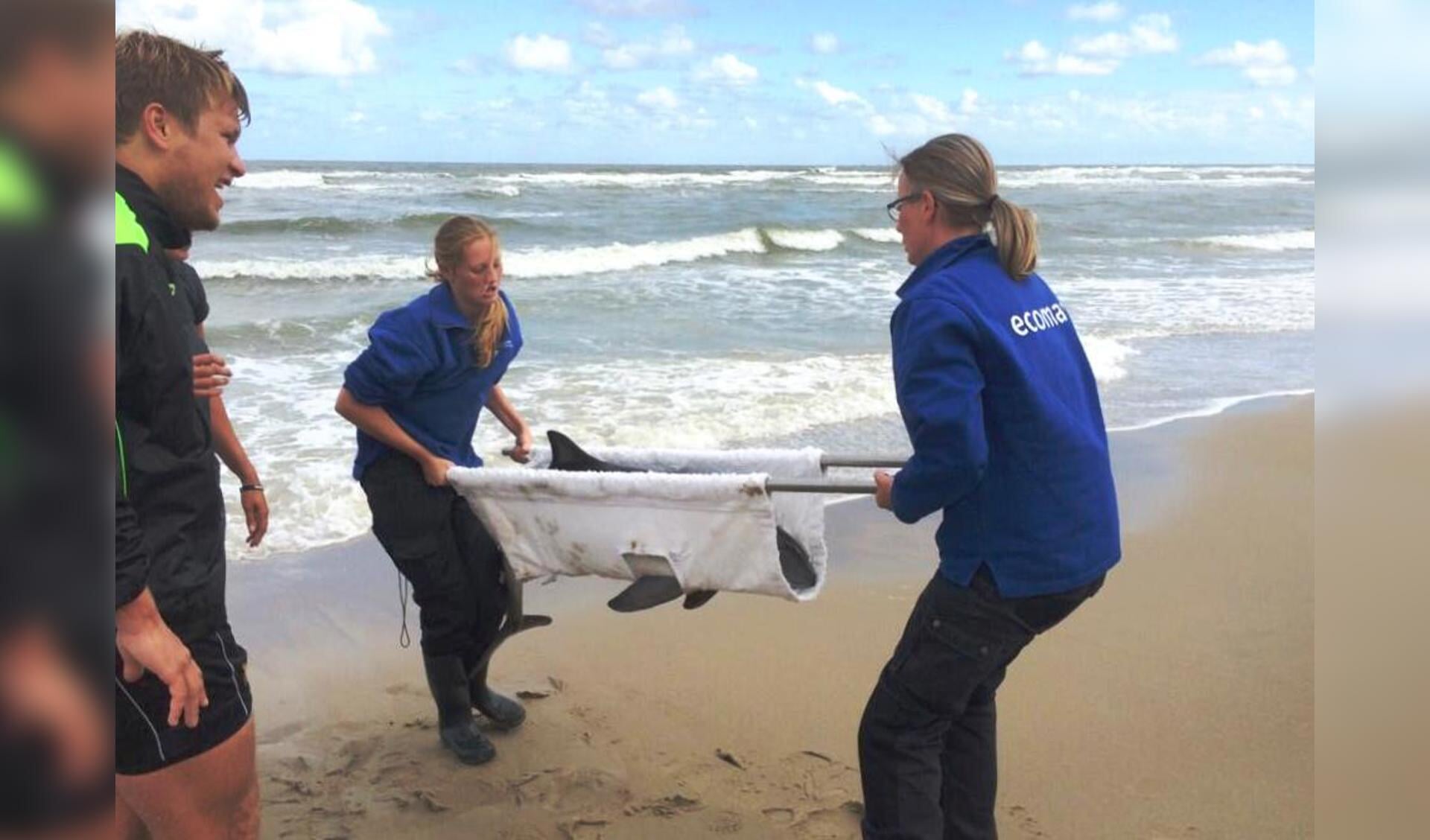 Twee dierverzorgers van Ecomare tillen de volwassen bruinvis van het strand (Foto RTVNH / Matthijs Gemmink)
