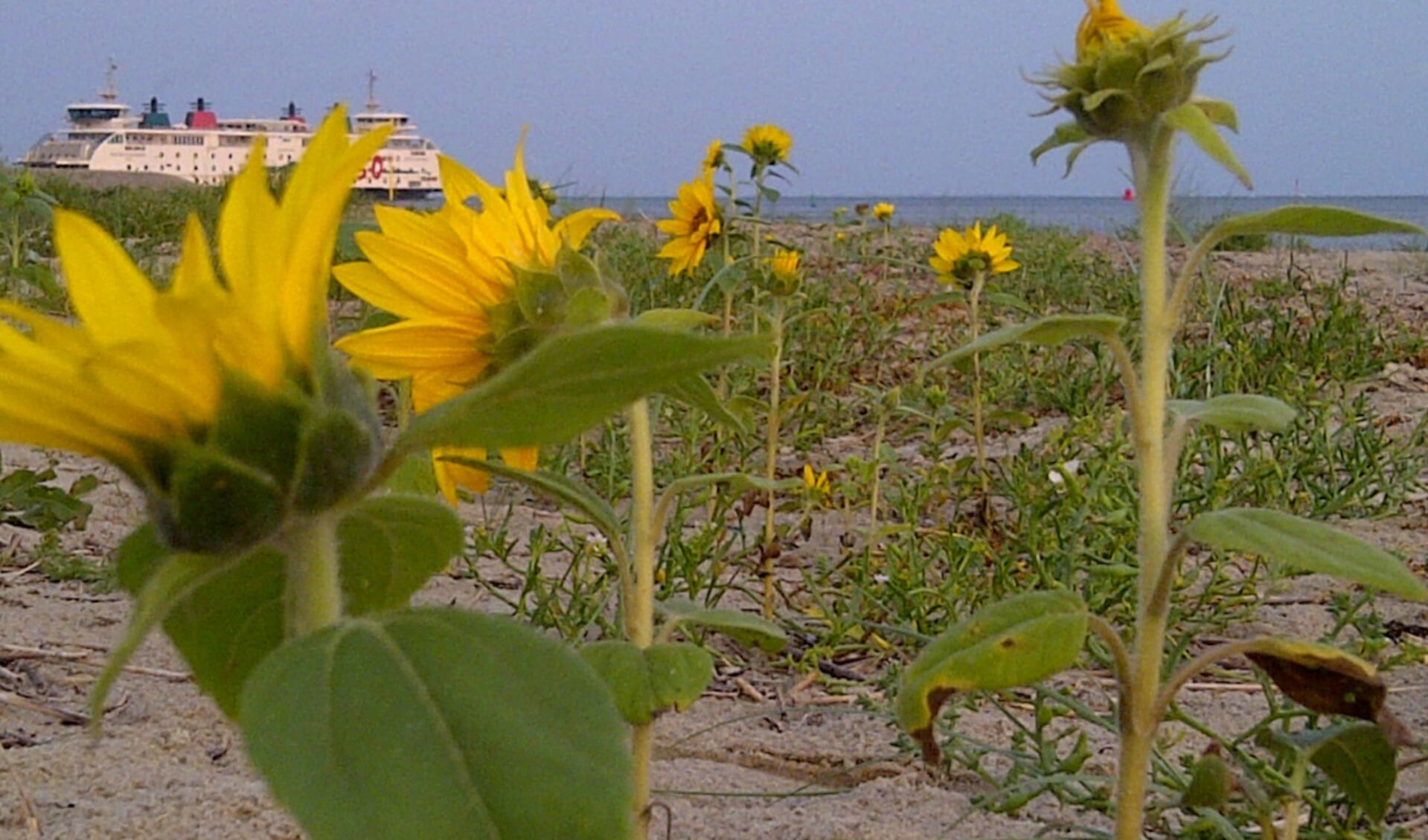 Zonnebloemen aan de Texelse kust.