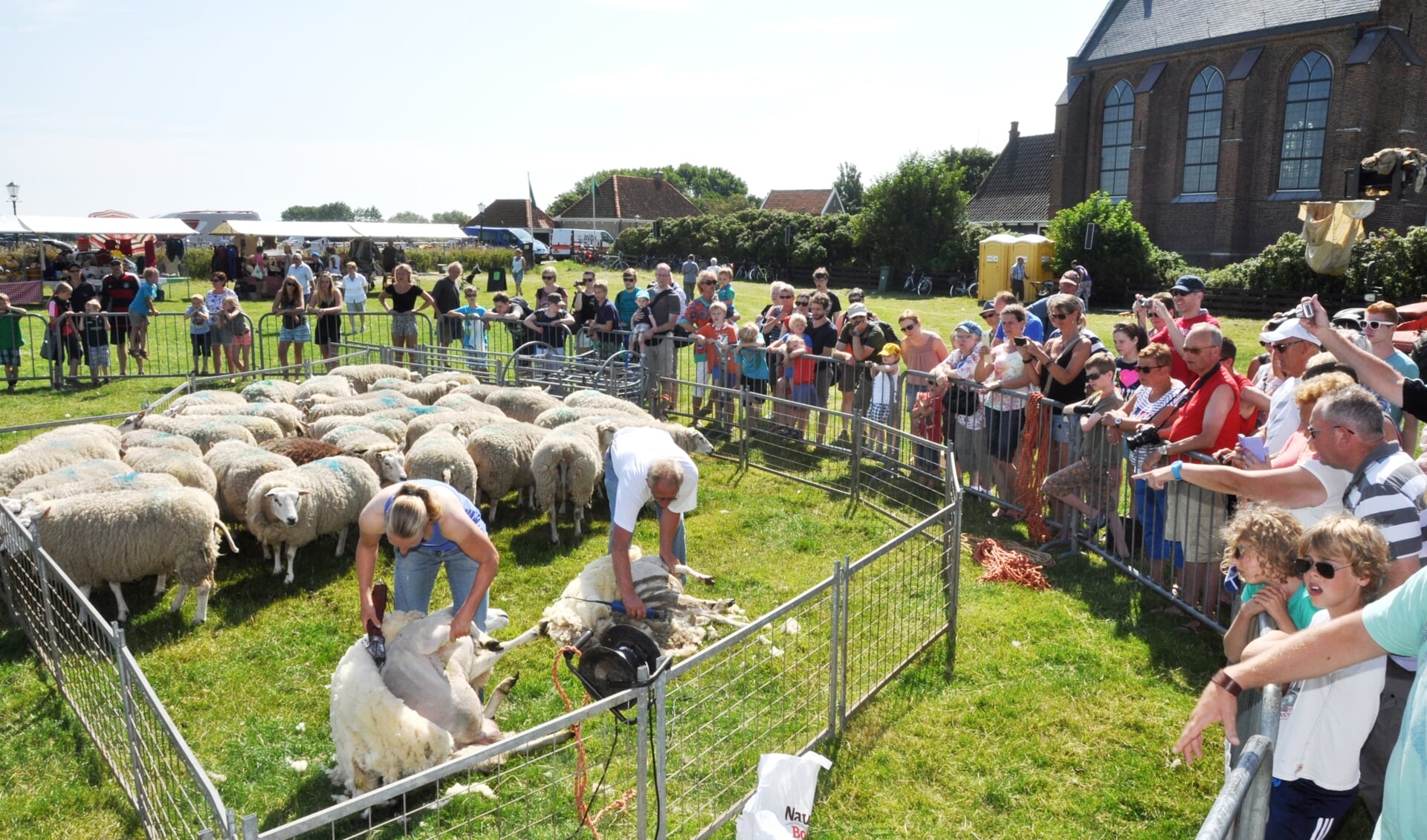 Demonstratie schapen scheren
