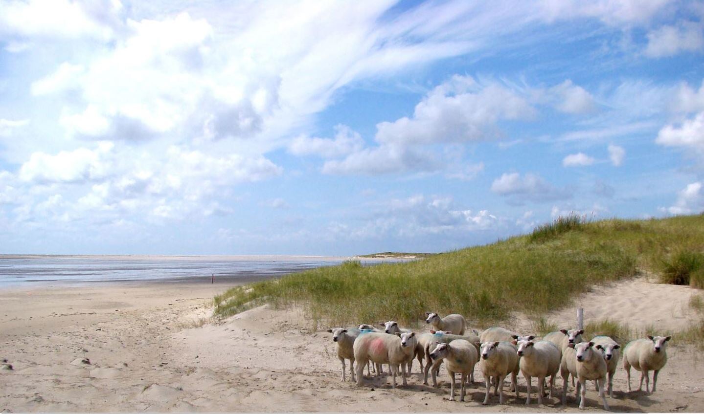 'Deze foto wil ik de lezers van de TC eigenlijk niet onthouden: schapen op De Hors', licht Marlon Bruin zijn inzending toe.