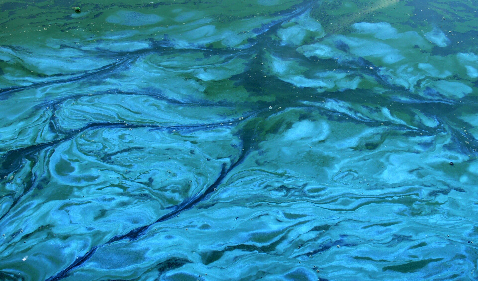 Voorbeeld van blauwalg op het water.