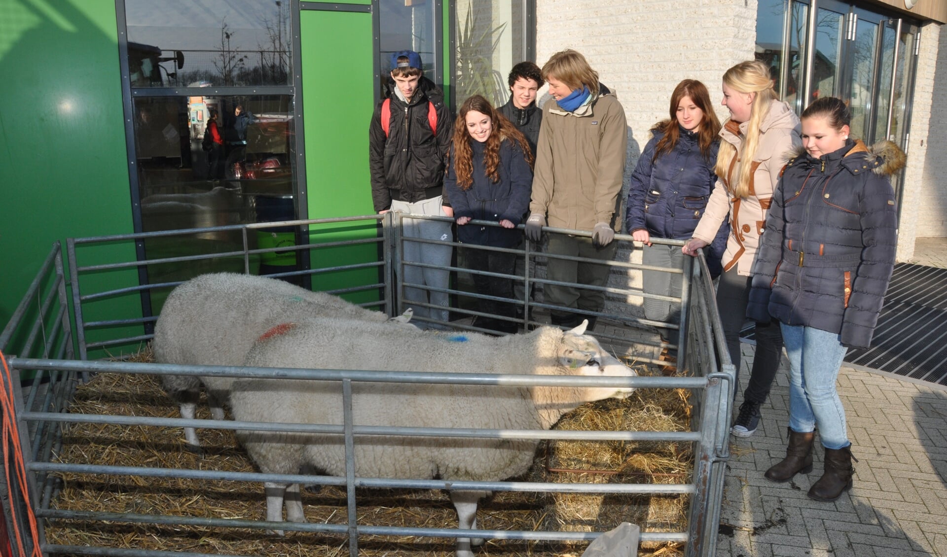 Leerlingen bekijken schapen bij de OSG.