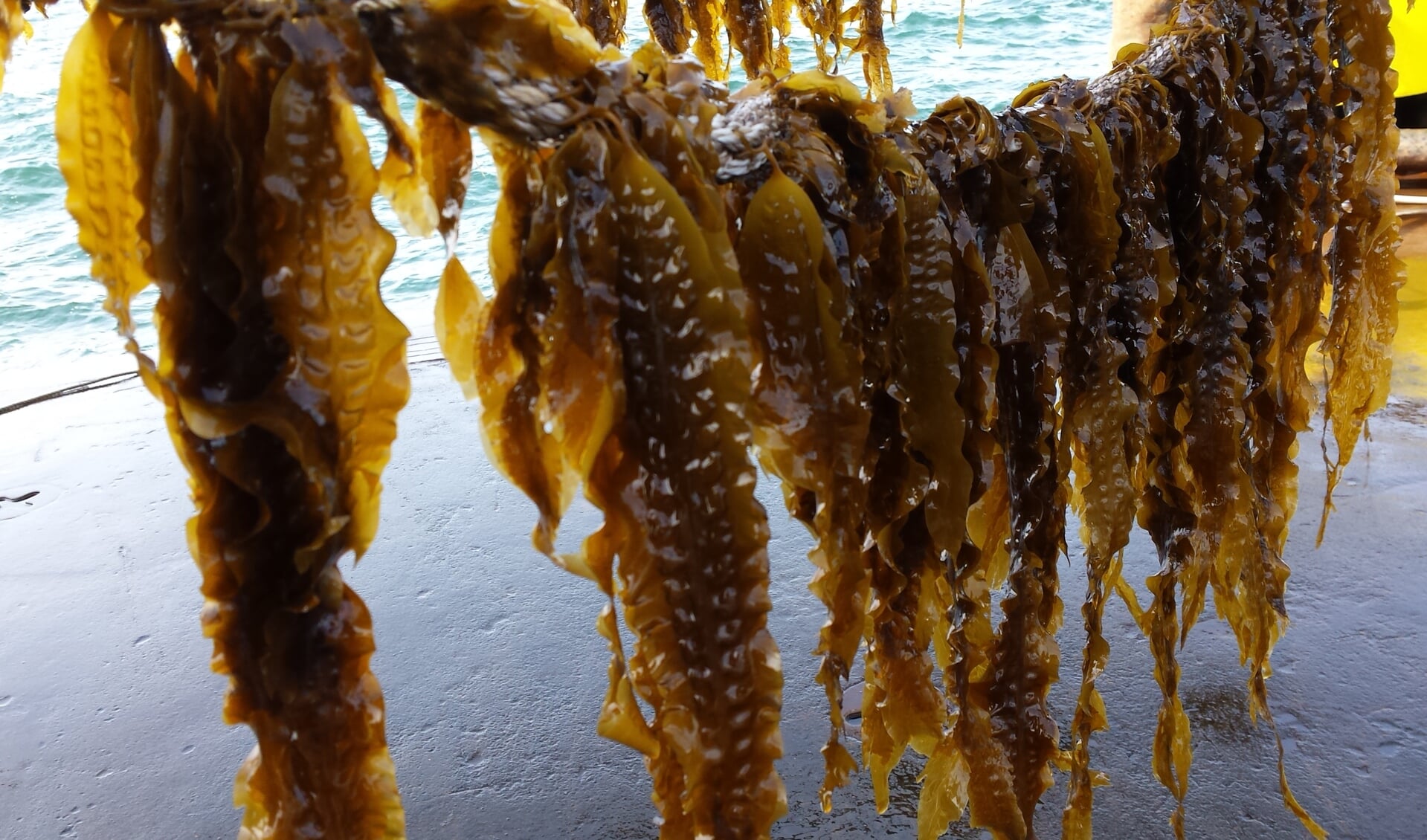 Het zeewier dat de Noordzeeboerderij heeft geteeld. (Foto Archief Texelse Courant)