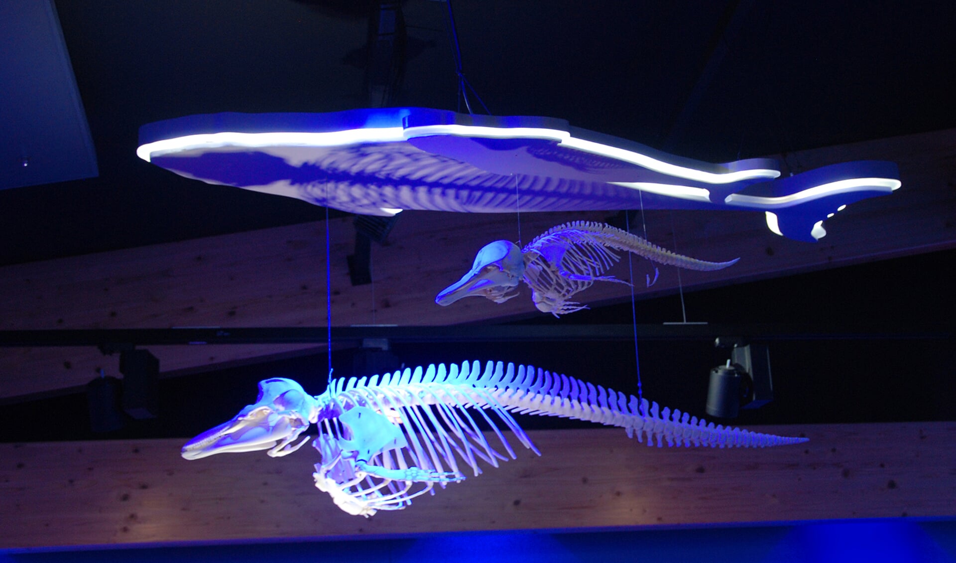 Het skelet van een jonge en een volwassen bruinvis hangen naast elkaar in de Walviszaal van Ecomare.
