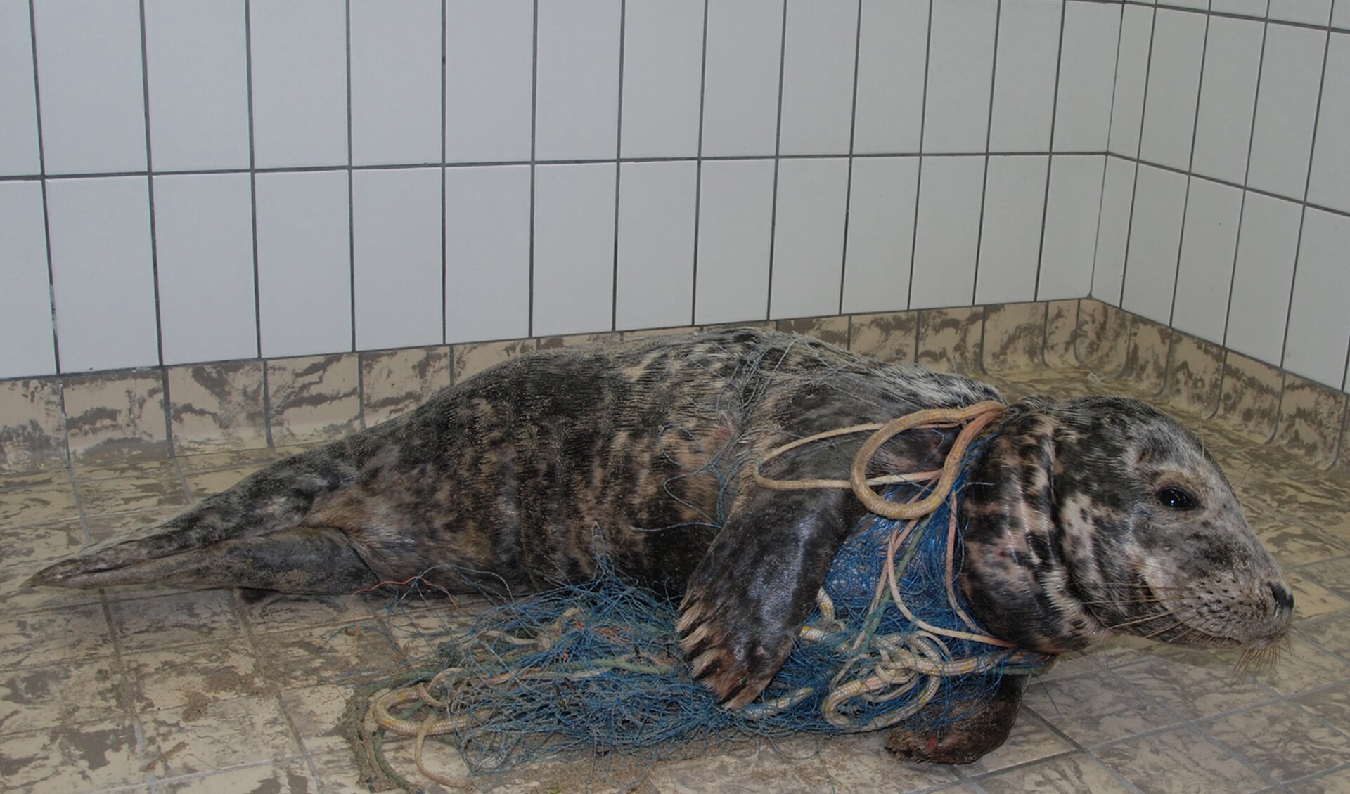 Een grijze zeehond, verstrikt in een net, die vorig jaar bij Ecomare werd gebracht. (Foto Ecomare/Ingrid de Porto)