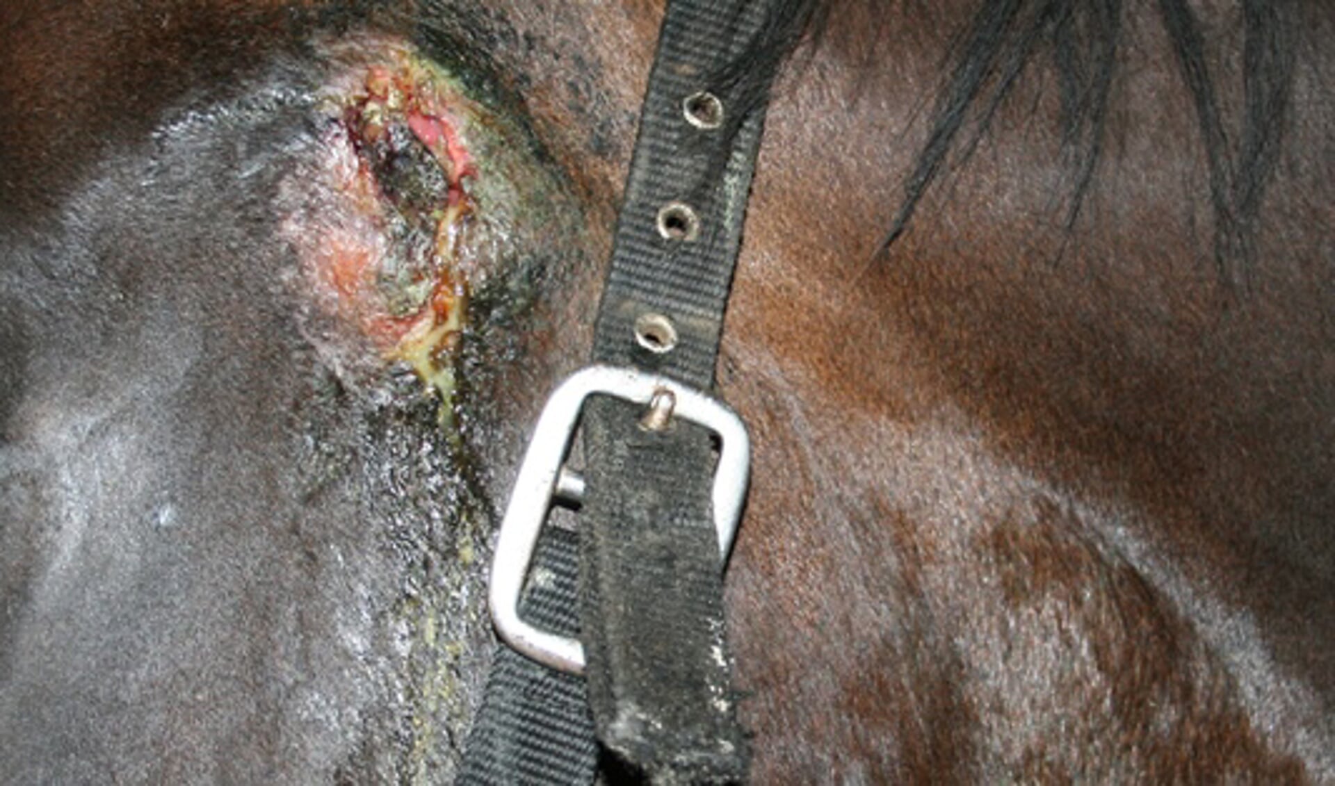 Droes kan verregaande gevolgen hebben, zo blijkt ook uit deze foto van Paardenarts.nl. Deze afbeelding betreft geen paard van manege Elzenhof.