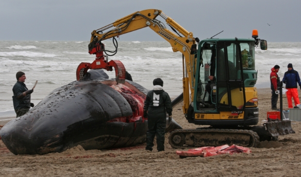 <p>Archiefbeeld uit 2016 van het ontleden van een potvis op Texel. Er strandden er toen vijf bij paal 12 op Texel en er dreef een dode bij het NIOZ. </p>