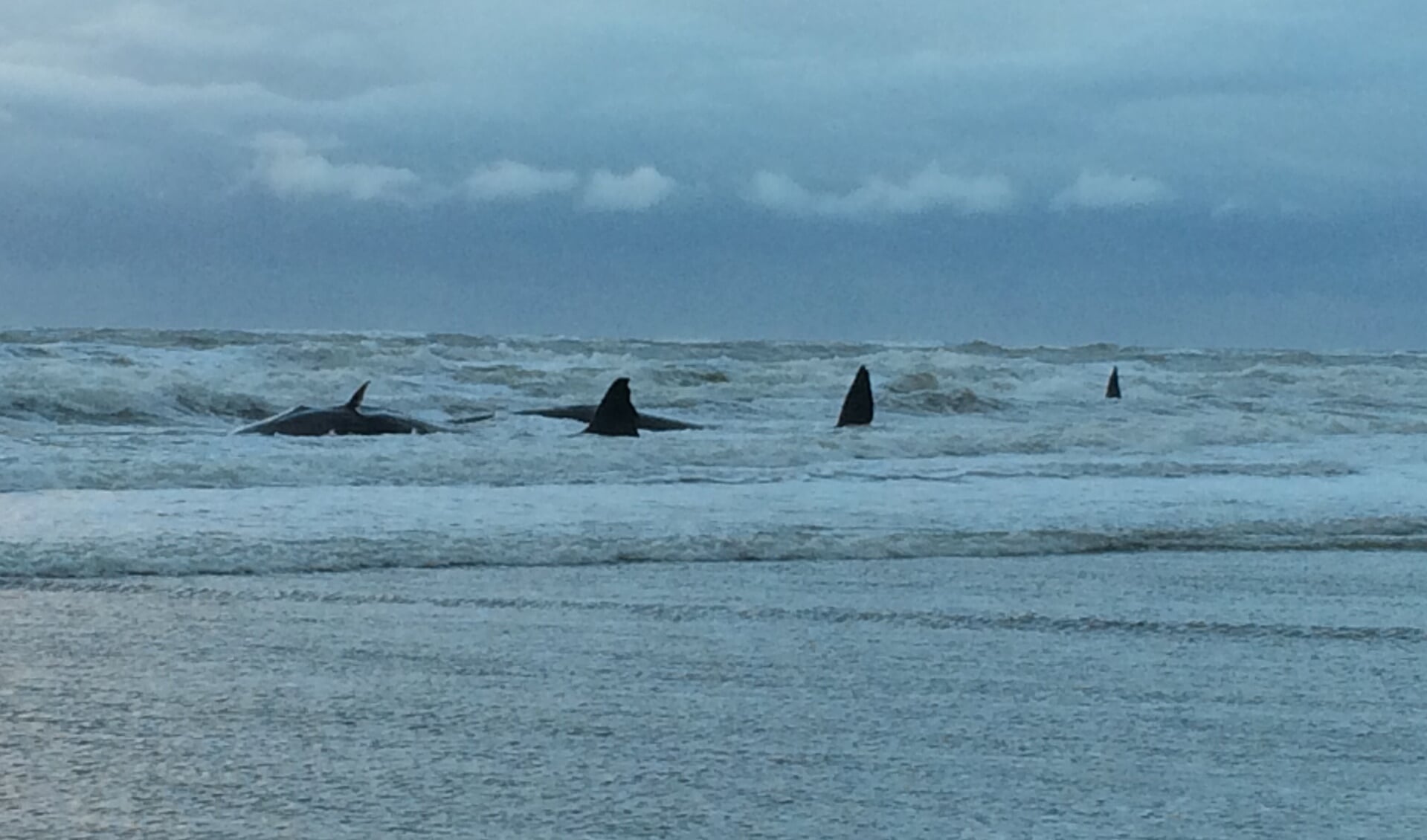 De potvissen bij paal 12 vlak nadat ze waren gestrand. (Foto Roel Bakker)